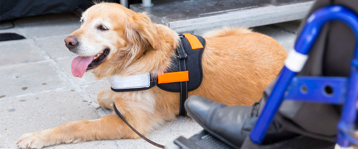 A PTSD Service Dog Bedside Its Owner In A Wheelchair. This Dog Is A Good Boy 10/10.